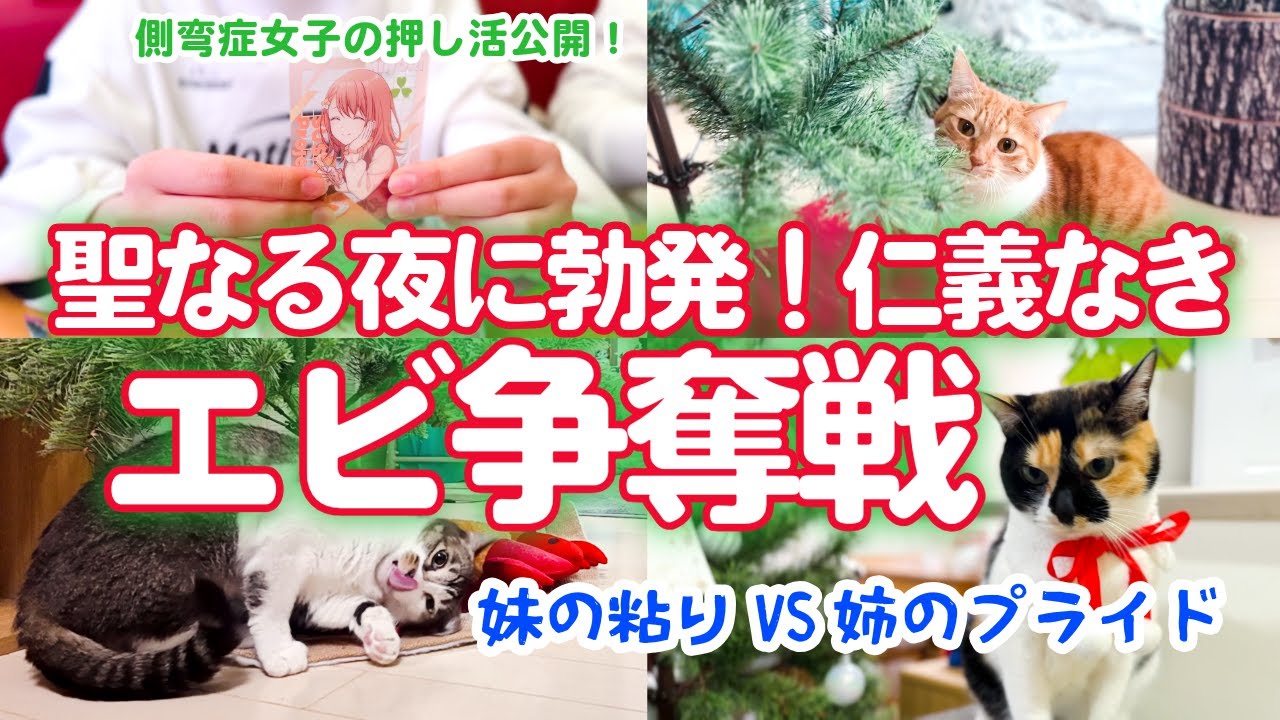 【猫姉妹と側弯症女子】猫たちに振り回されるクリスマス｜娘の側弯症近況報告。ついに手術？｜クリスマスプレゼントに予想外の反応をする猫姉妹