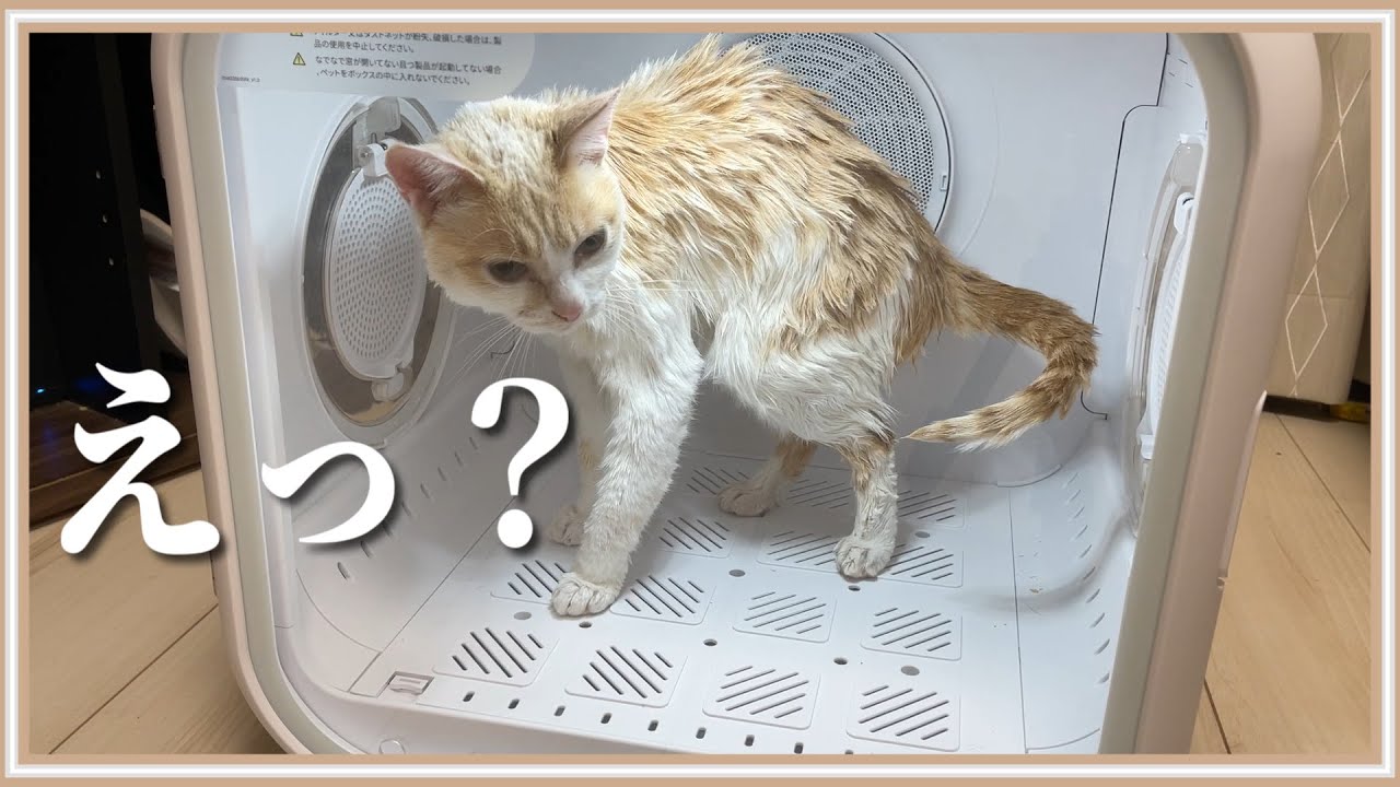 【悲報】乾燥機に閉じこめられてしまった猫の反応がこちら - Homerunpet「Drybo plus」