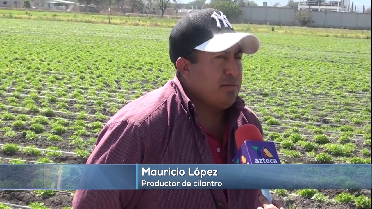 Exportación de cilantro  en Cuayucatepec