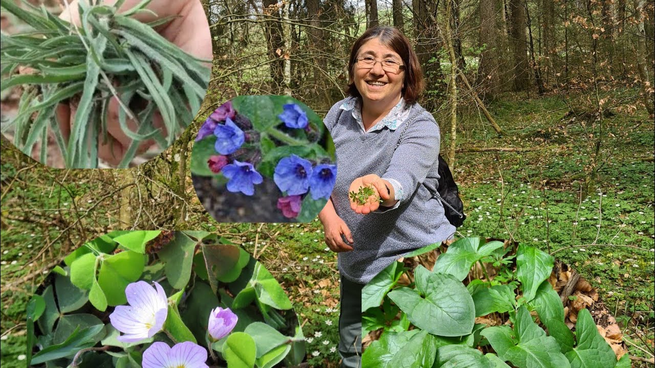 Almanyada hepsi birarada #sifalibitkiler #labkraut #lungenkraut #Frauenmantel #Lorchel