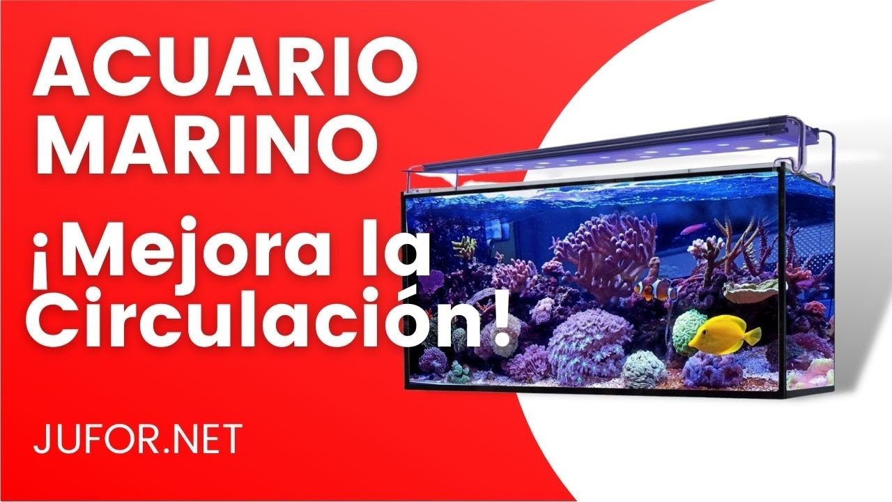 Truco para mejorar la CIRCULACIÓN de tu ACUARIO MARINO 🐠