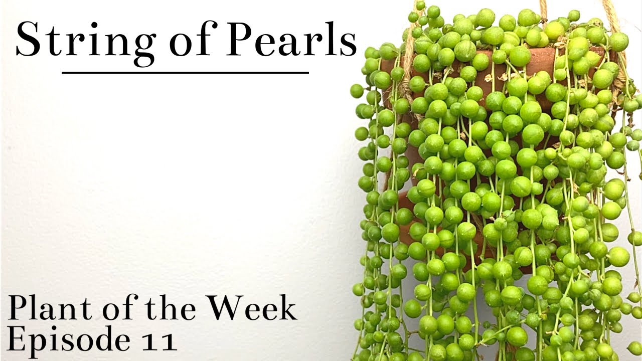How To Care For String Of Pearls (Senecio rowleyanus) | Plant Of The Week Ep. 11