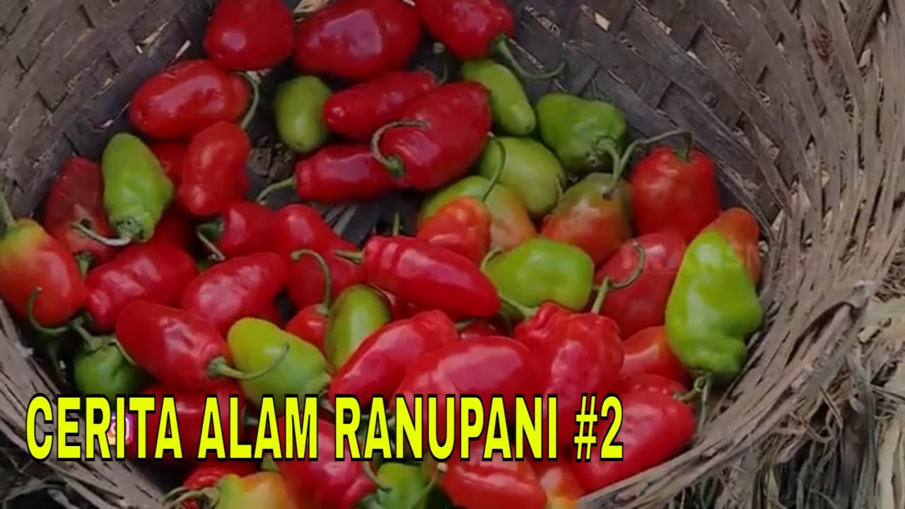 CERITA ALAM RANUPANI (Bagian Satu) | JEJAK PETUALANG (21/09/22) Part 2