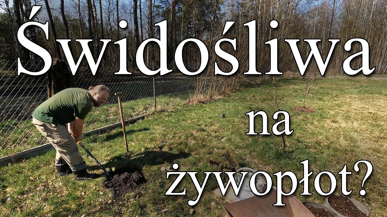 Świdośliwa na żywopłot? Duży krzew z pysznymi owocami.