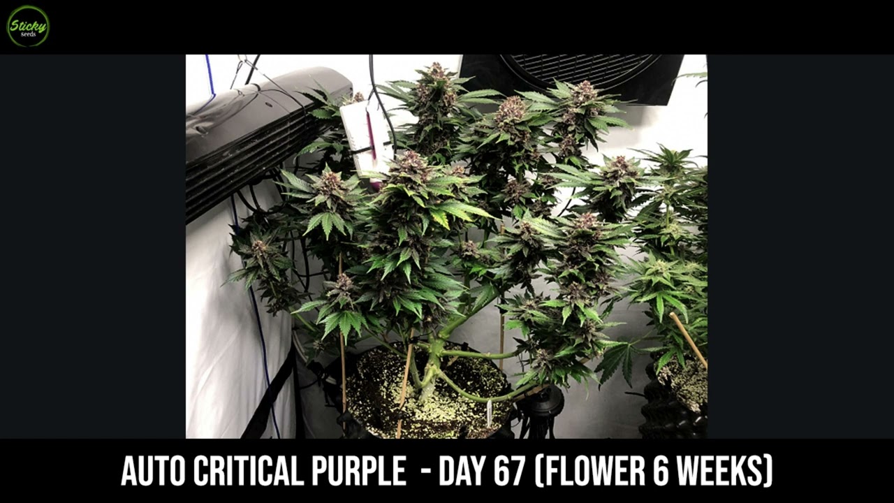 Auto Critical Purple Grow Journal