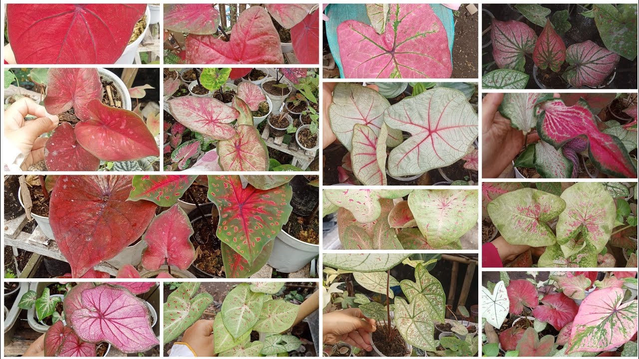 Keladi cantik mulai 10rb an