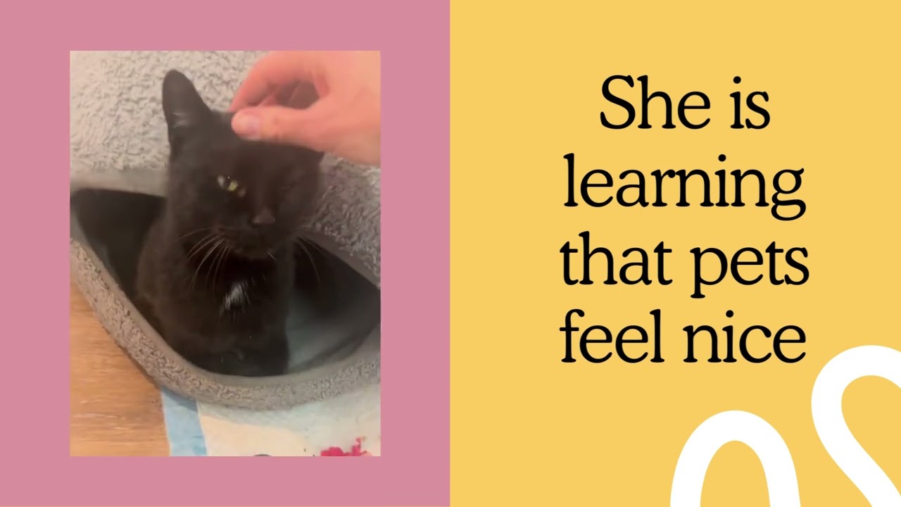 Meet Cameo, Sweet Mini-Panther Available for Adoption