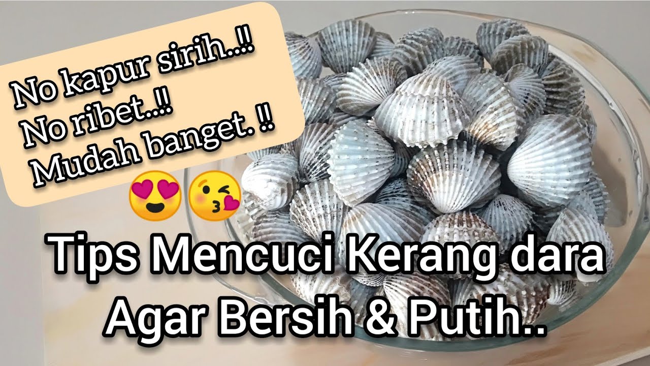 Cara Membersihkan Kerang dara.. mudah banget dan anti ribet