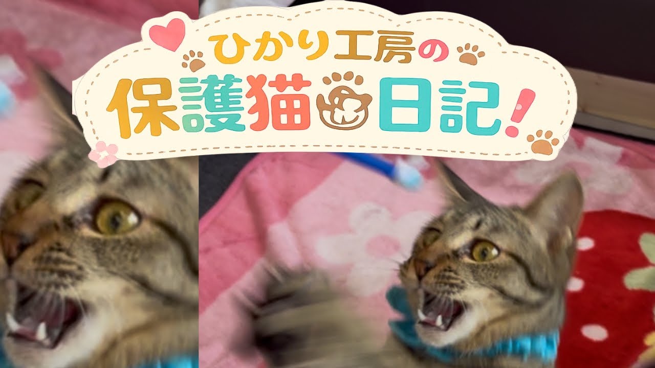 2/28 今日の保護猫ちゃん　「猫が遊んでいるのを眺める動画」