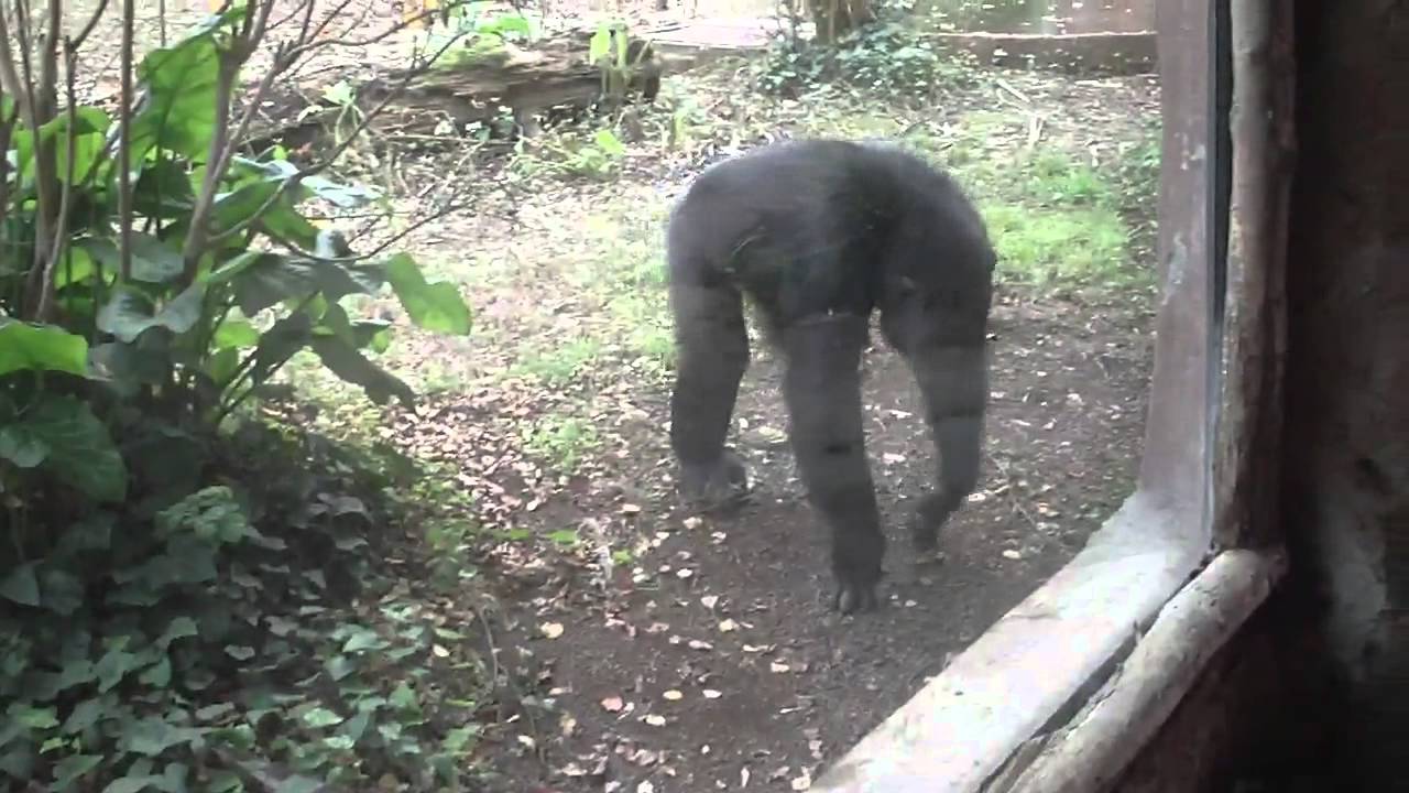 Bioparco - Giardino Zoologico - Roma - Biopark Zoo Rome.