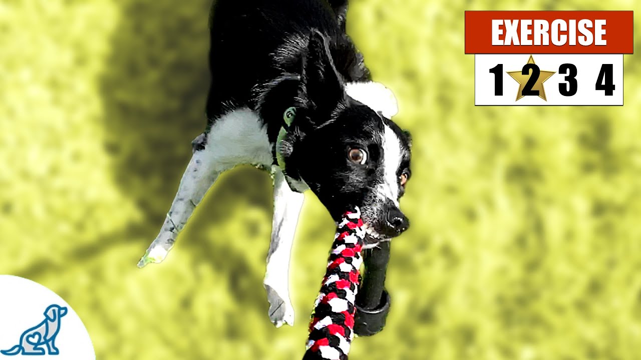 4 Quick Ways To Exercise Your Dog Without 