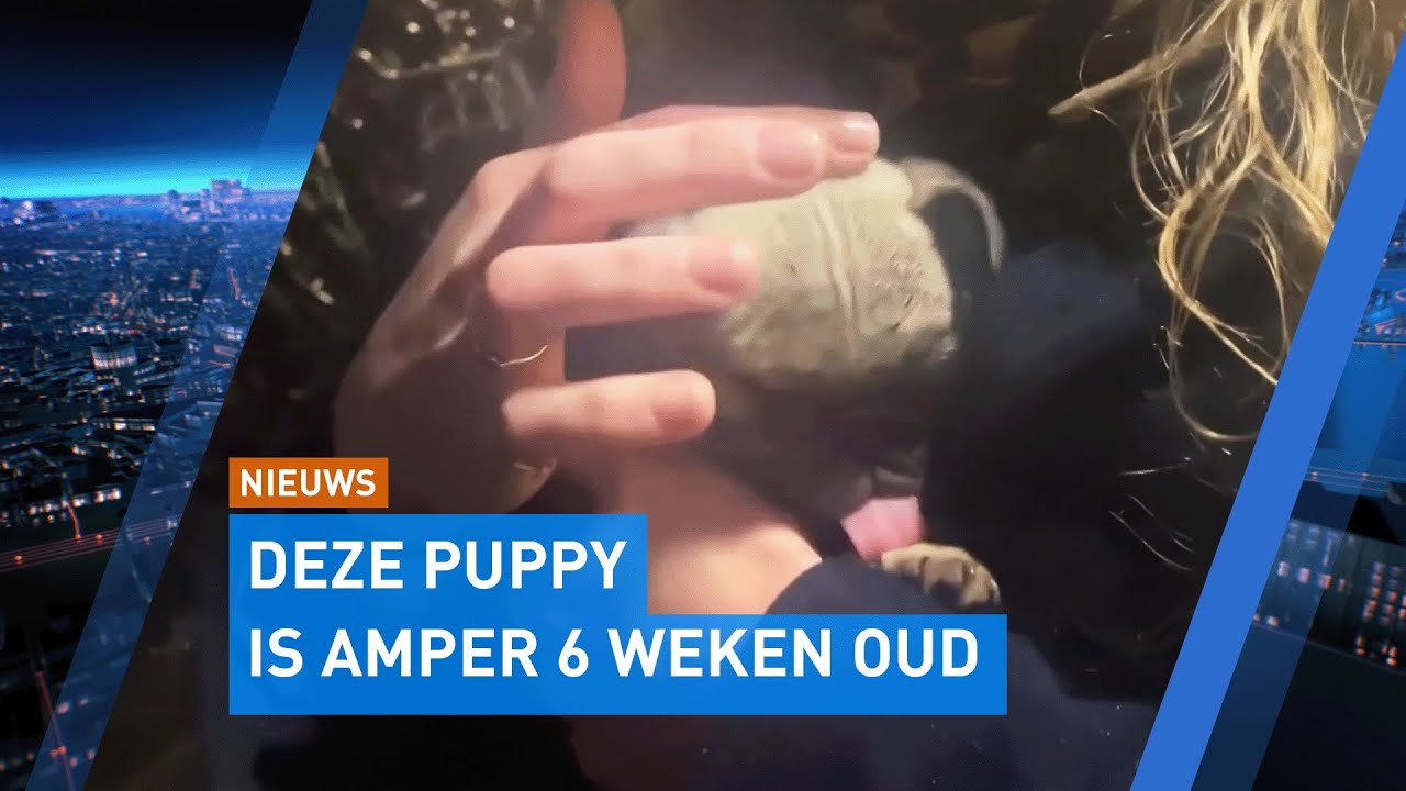 Puppyhandelaar op heterdaad betrapt bij bezorging veel te jonge puppy aan deur | Hart van Nederland