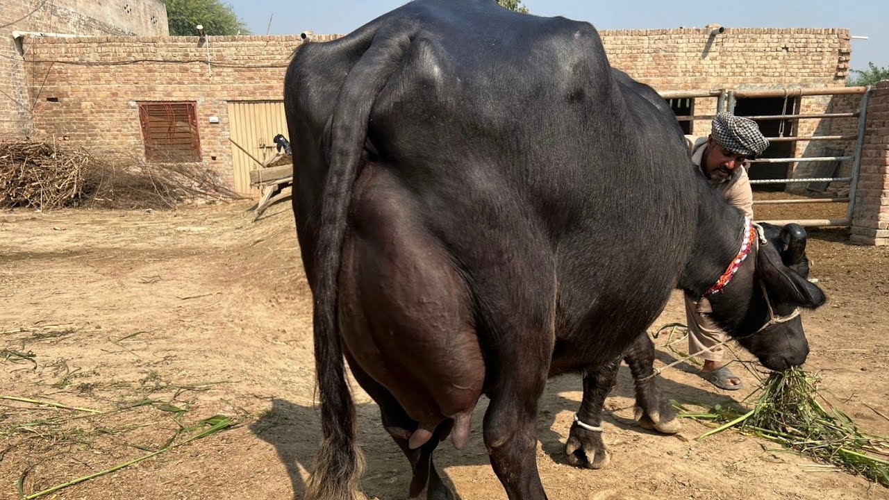 High Milking pure Nili Ravi Buffalo For sale in punjab Pakistan on youtube 23 October 2025