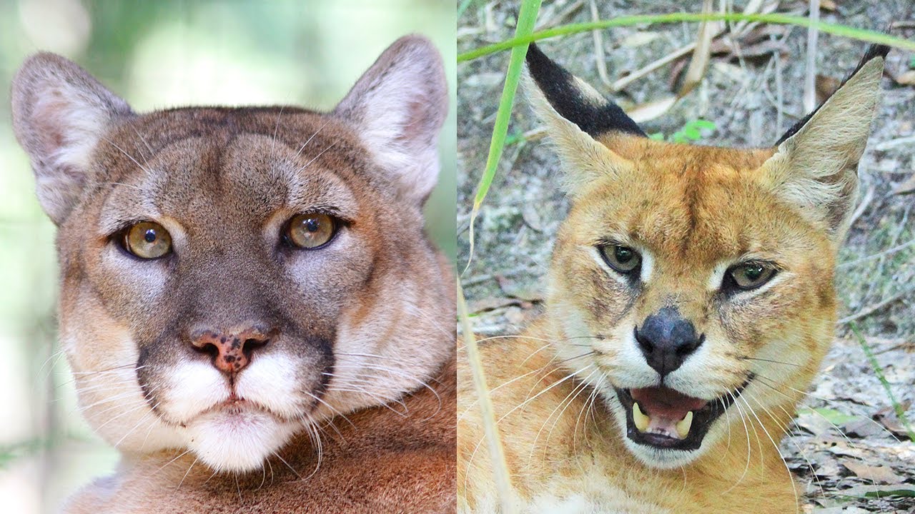 Cougar & Caracal/Serval Hybrid Rescued! - Sanctuary Closes
