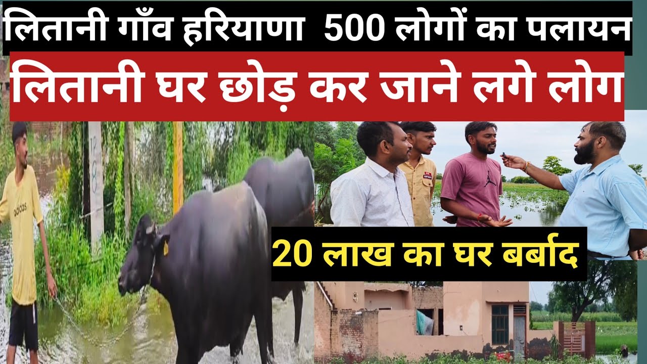 लितानी गांव मे 500 घरो ने किया पलायम // Litani  // Flood @devroyal9764 