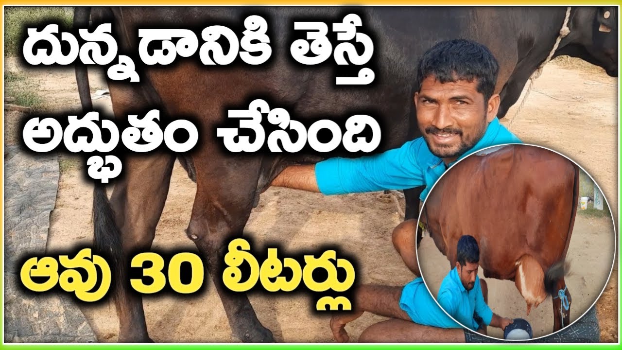 2 ఆవులు,రోజు 60 లీటర్లు two cows dairy farm @MalleshAdla