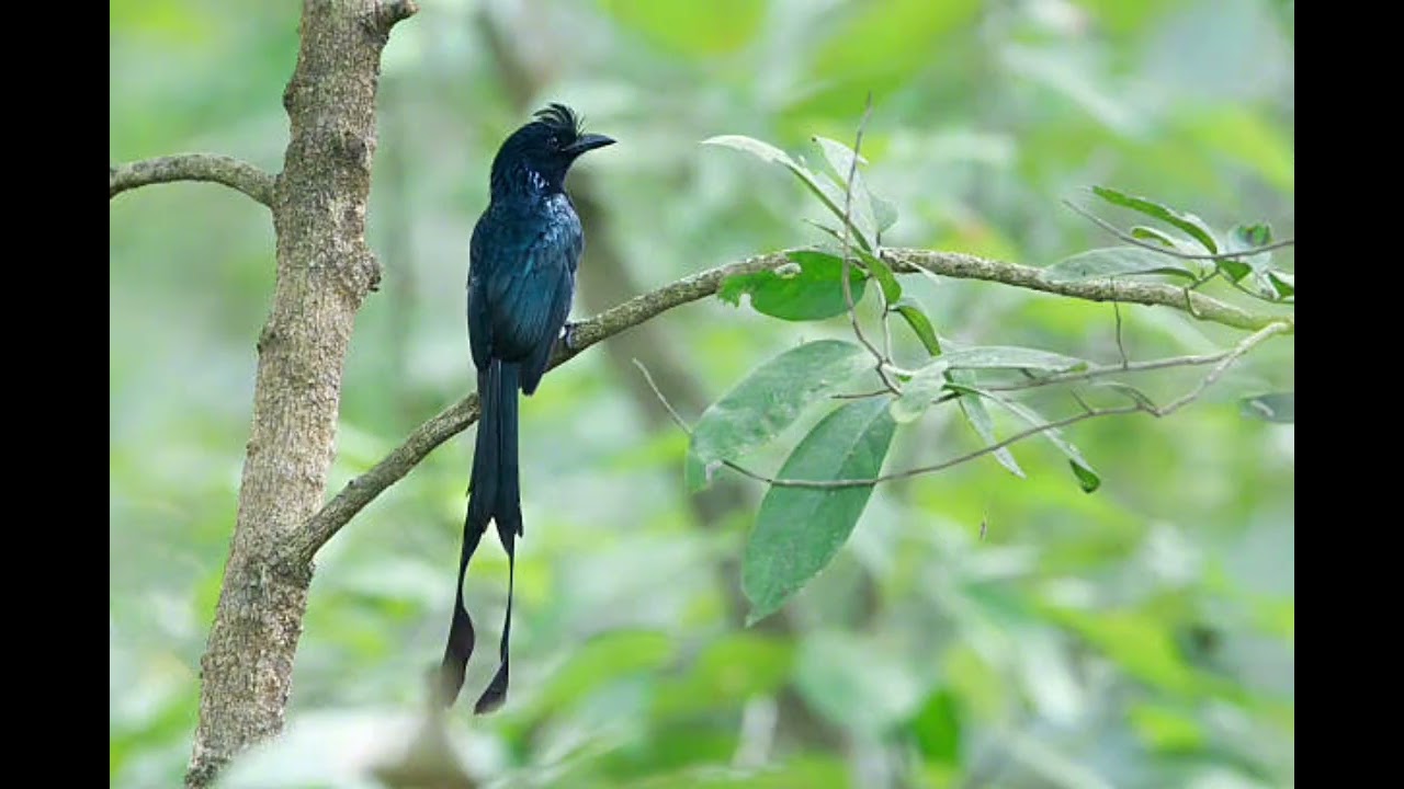 Kicau untuk memikat burung srigunting 