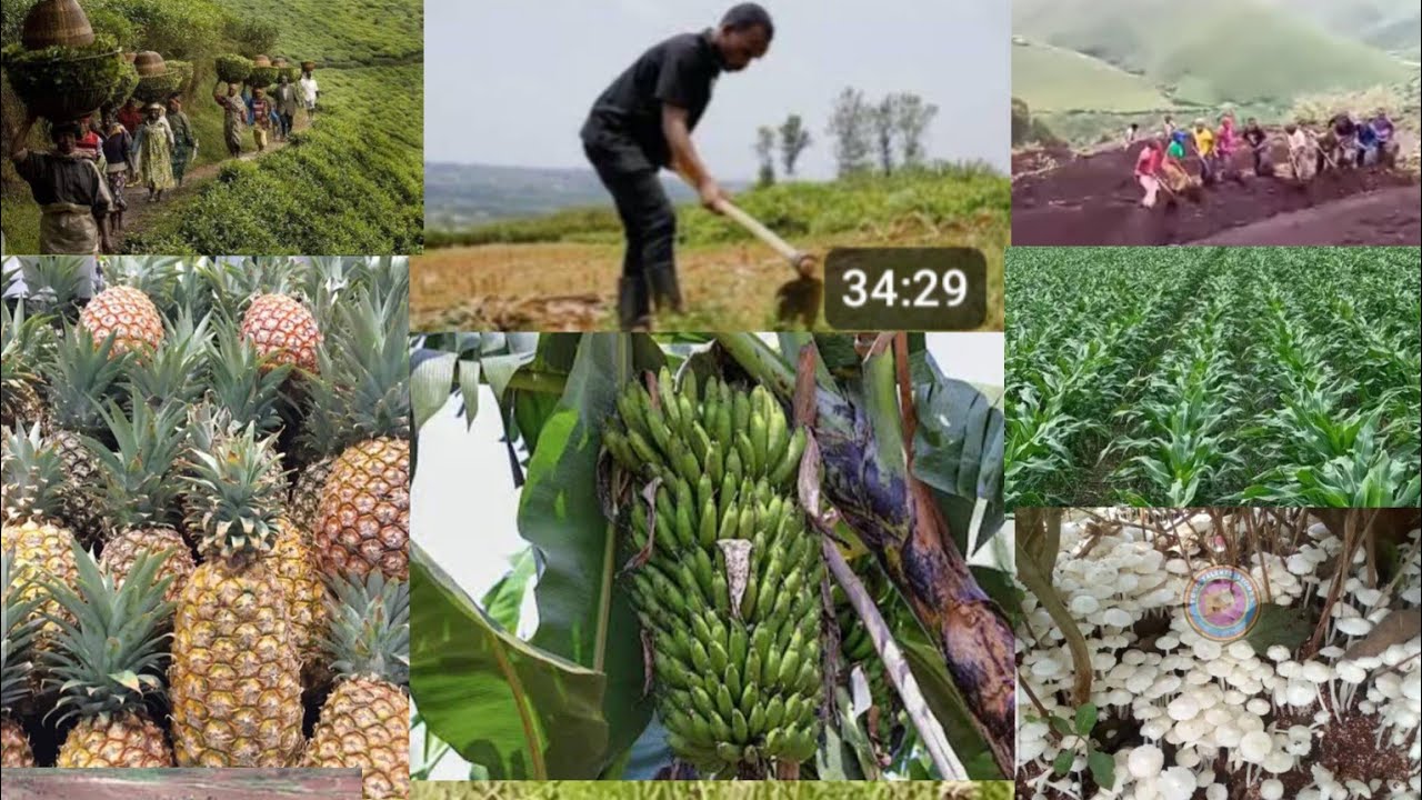 KUROTA MUNZOZI URIGUHINGA BISOBANUYE ICYI ? MENYA UBUHANUZI BWABYO MURIYI VIDEO ARABISOBA NUYE AMENA