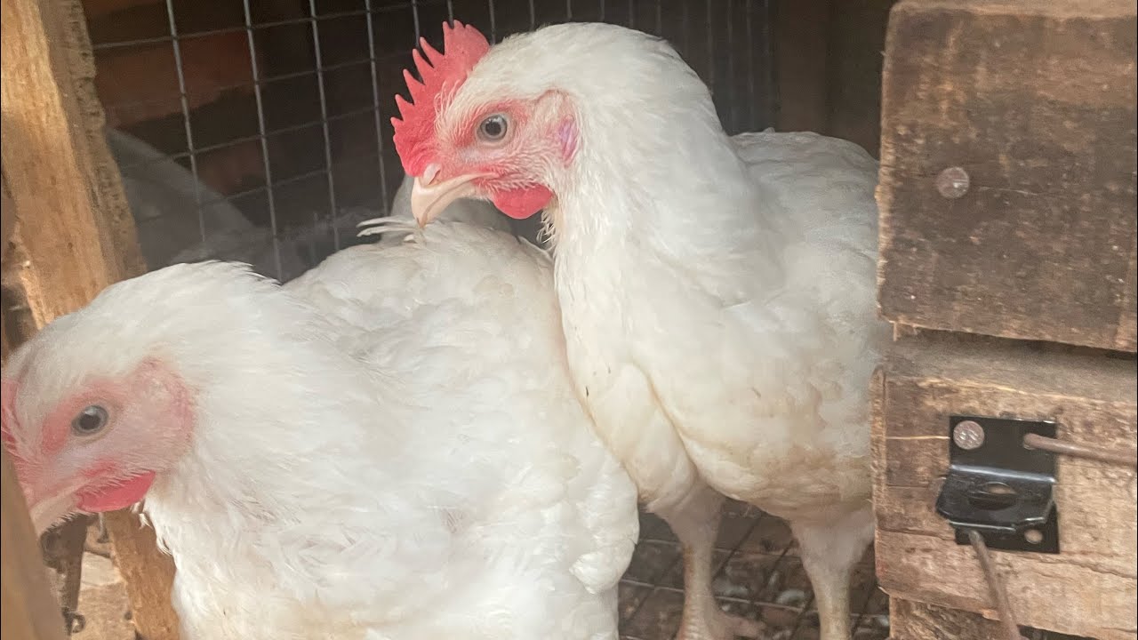 Five twiny poultry birds