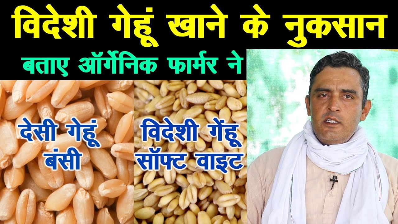 देसी गेहूं खाने से सेहत में होता है यह फायदा, विदेशी गेहूं में है यह नुकसान Natural Desi Food