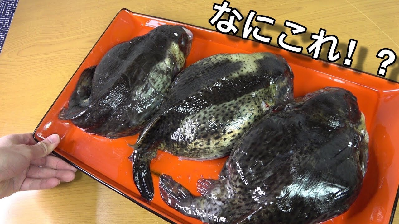 水風船みたいな、オタマジャクシみたいな魚のおなかが爆破。中身がむちゃくちゃ。Tadpolefish