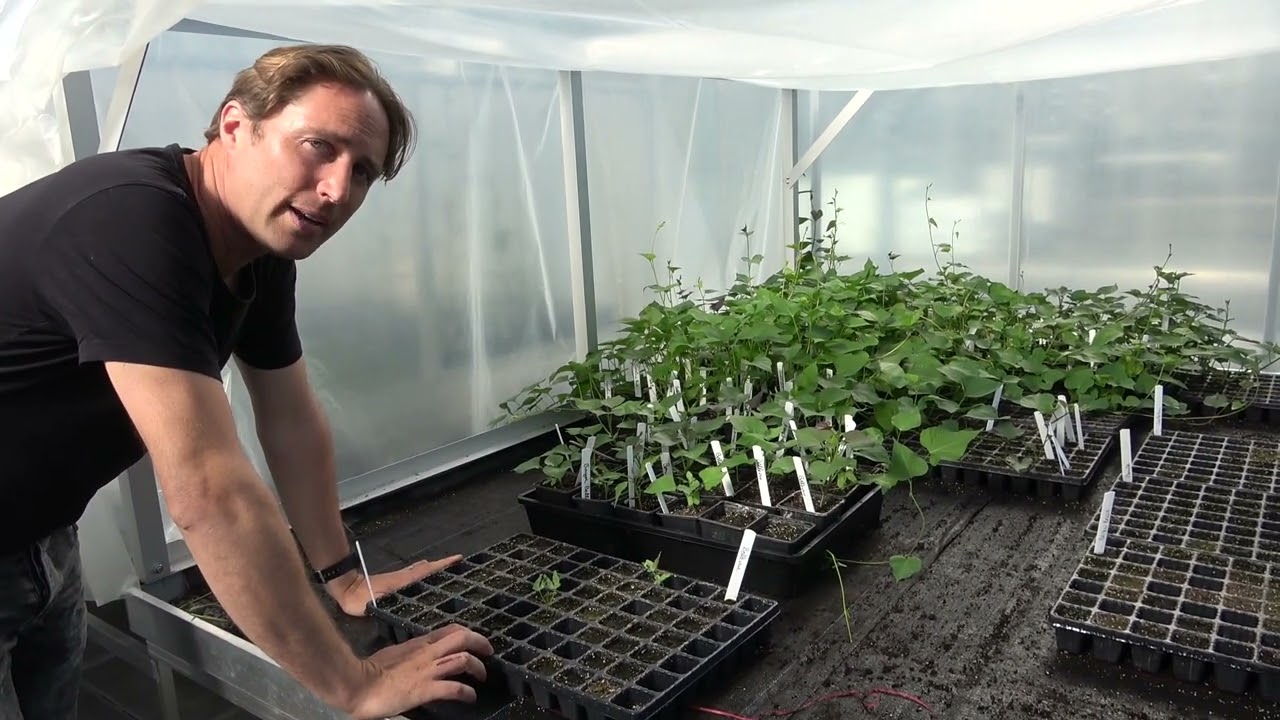 De zoete aardappel zaaien