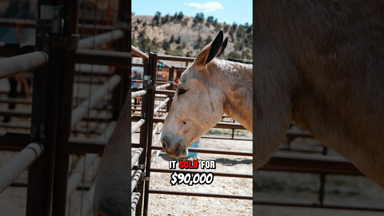 🚨World Record Mule Sells in Utah🚨 #horse #donkey #mule #horses