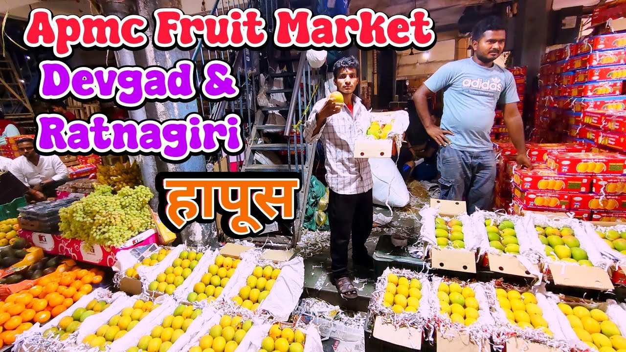 Mumbai APMC Fruit Market Vashi | Hapus Mango 2026 | Deogad Hapus 2026 | Ratnagiri Hapus
