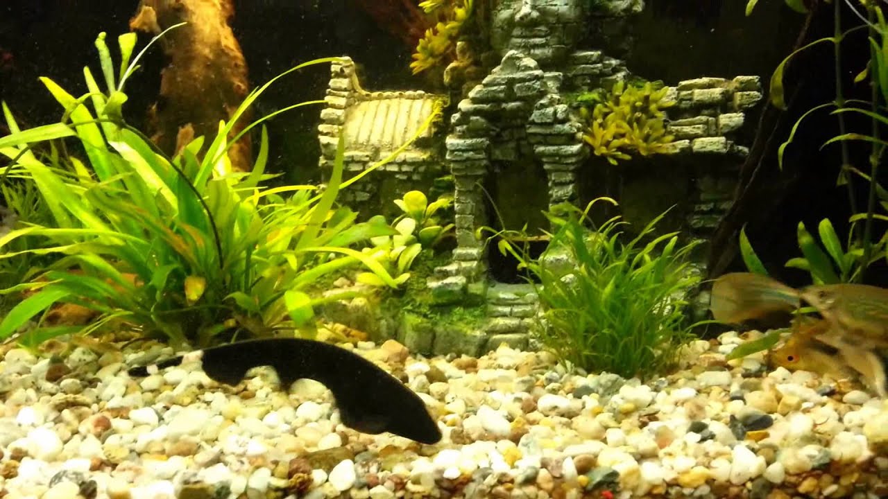 Weißstirn-Messerfisch - Apteronotus albifrons - black ghost knifefish