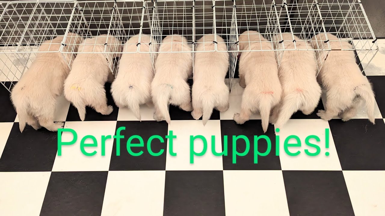 6 week old golden retriever puppies (The Sweets Litter)