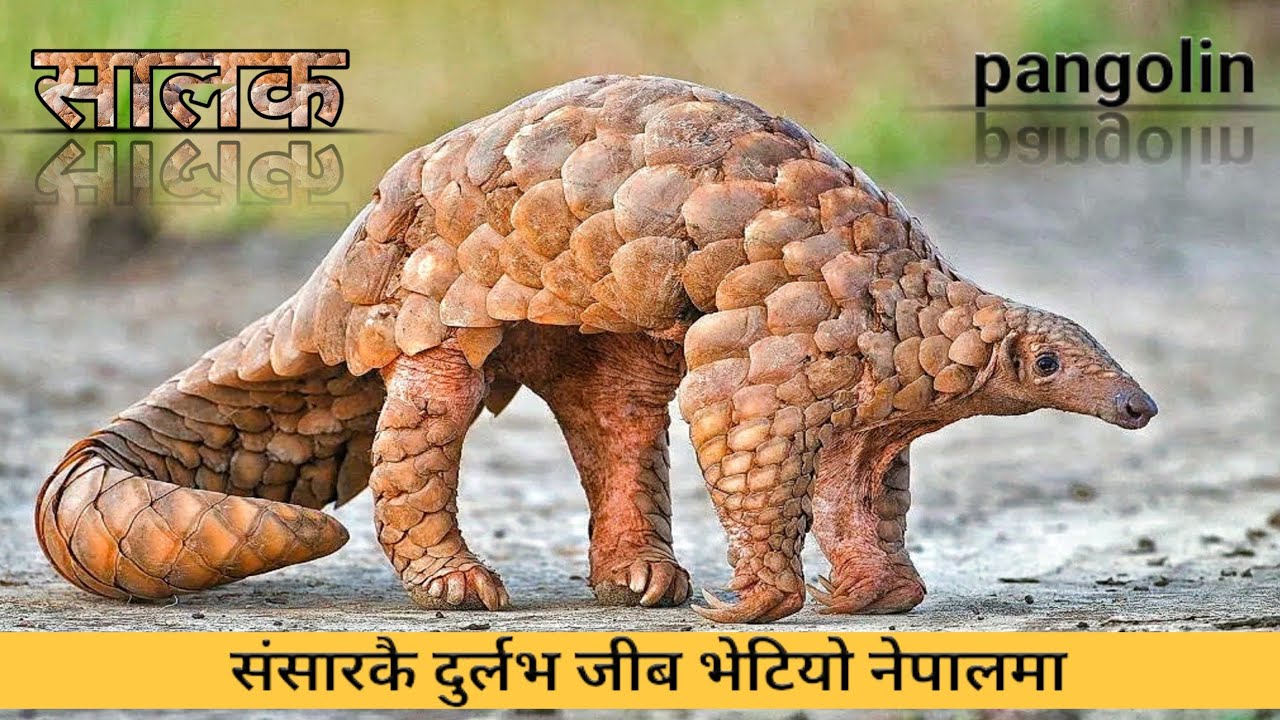 सालक ( pangolin ) world most endangered animal /salak at bardiya rastriya nikunj nepal / A & D nepal
