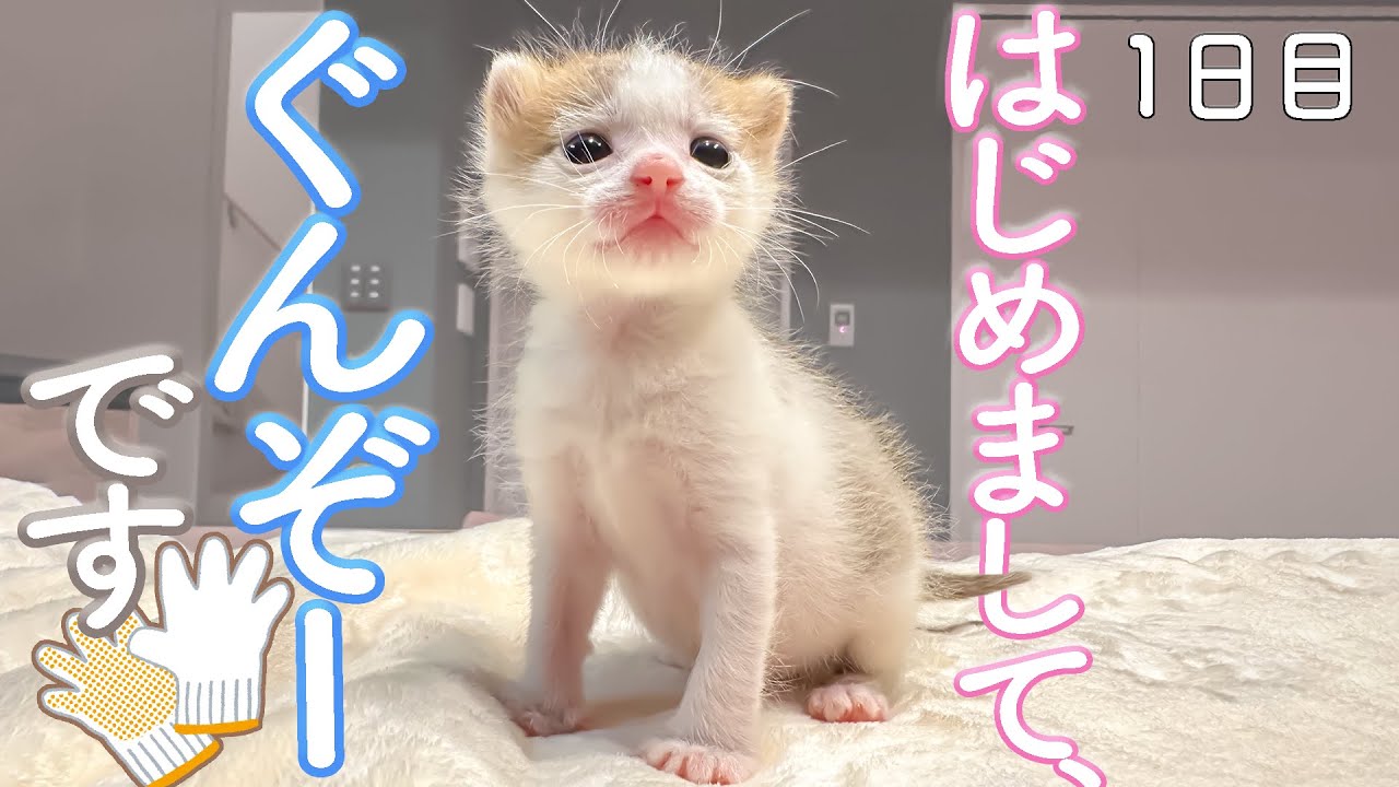 【１日目】はじめまして、ぐんぞーです！新入りくんのご紹介　わずか８ｍｌを懸命に飲む。【ぐんぞー日記】保護猫ミルクボランティア