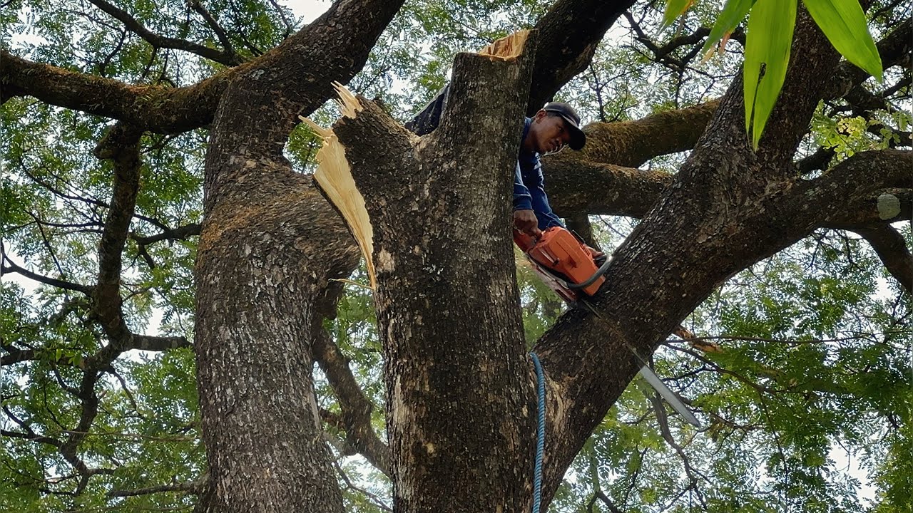 A thrilling second... The last branch that turned around‼️