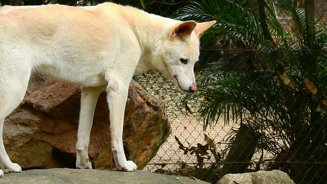 The WHITE DINGO - A Close Encounter