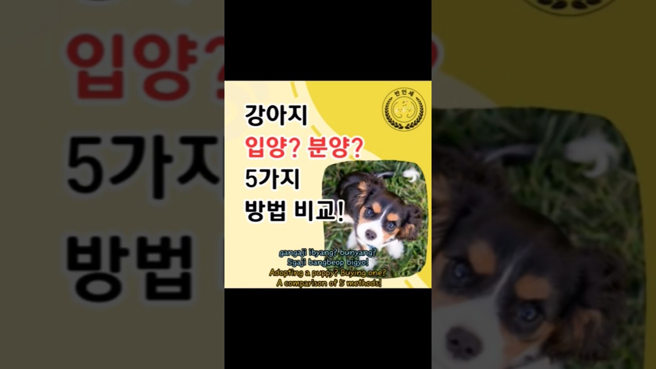 강아지 입양? 분양? 5가지 방법 비교!