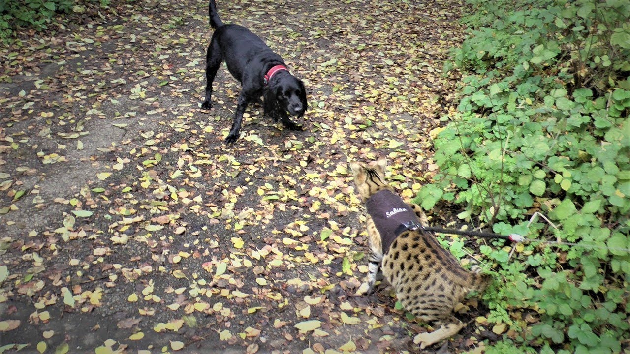Living with a Savannah cat. Sabian Meets Dogs | Ep 9
