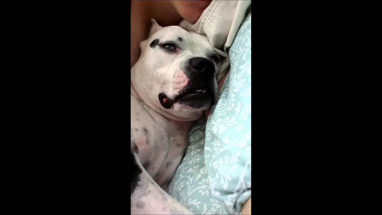 Dog in REM sleep