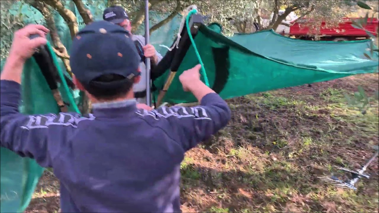 OLIBER2 VIDEO LUNGO CON DETTAGLI DEI TEMPI DI RACCOLTA E SCARICO NEL RIMORCHIO.