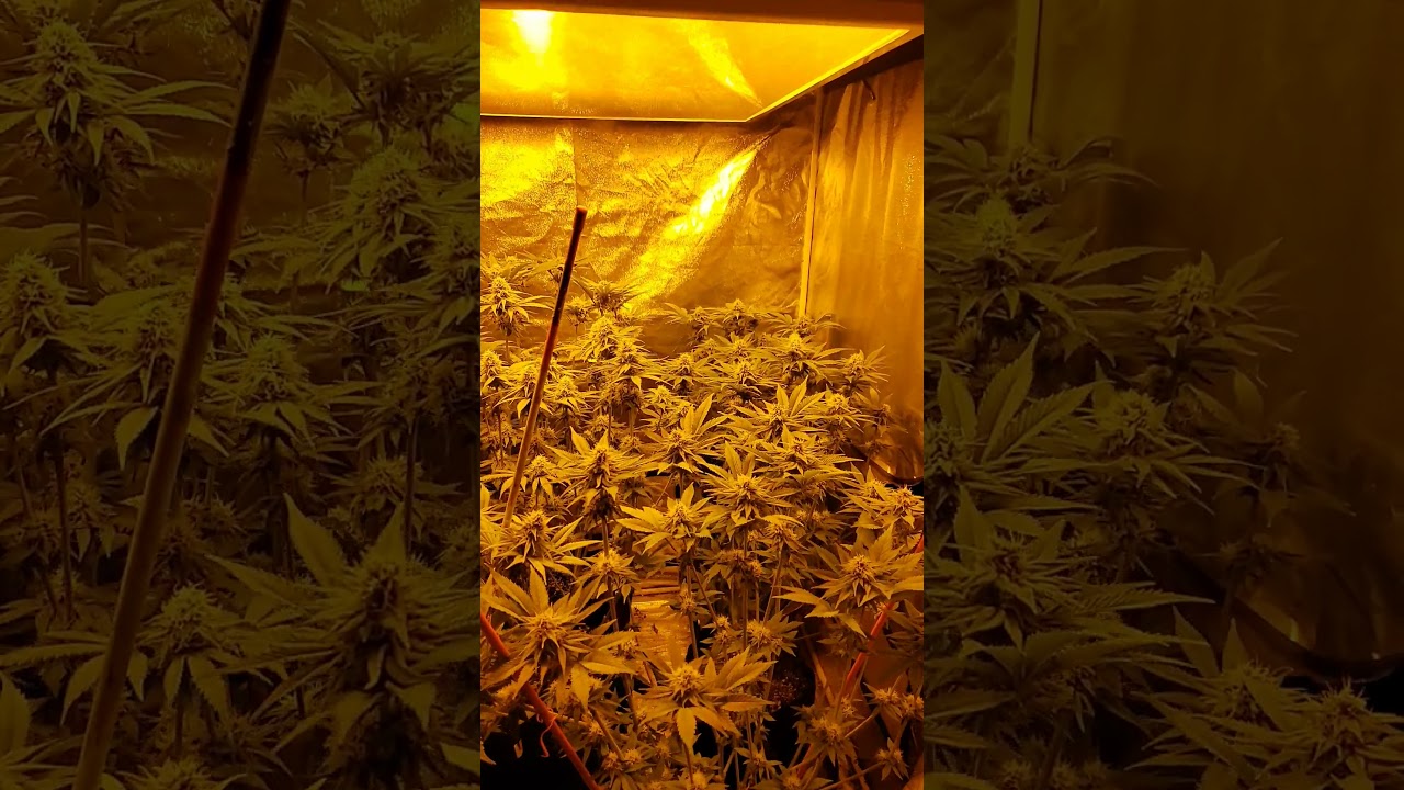 Week 5 skunk hero ethos genetics