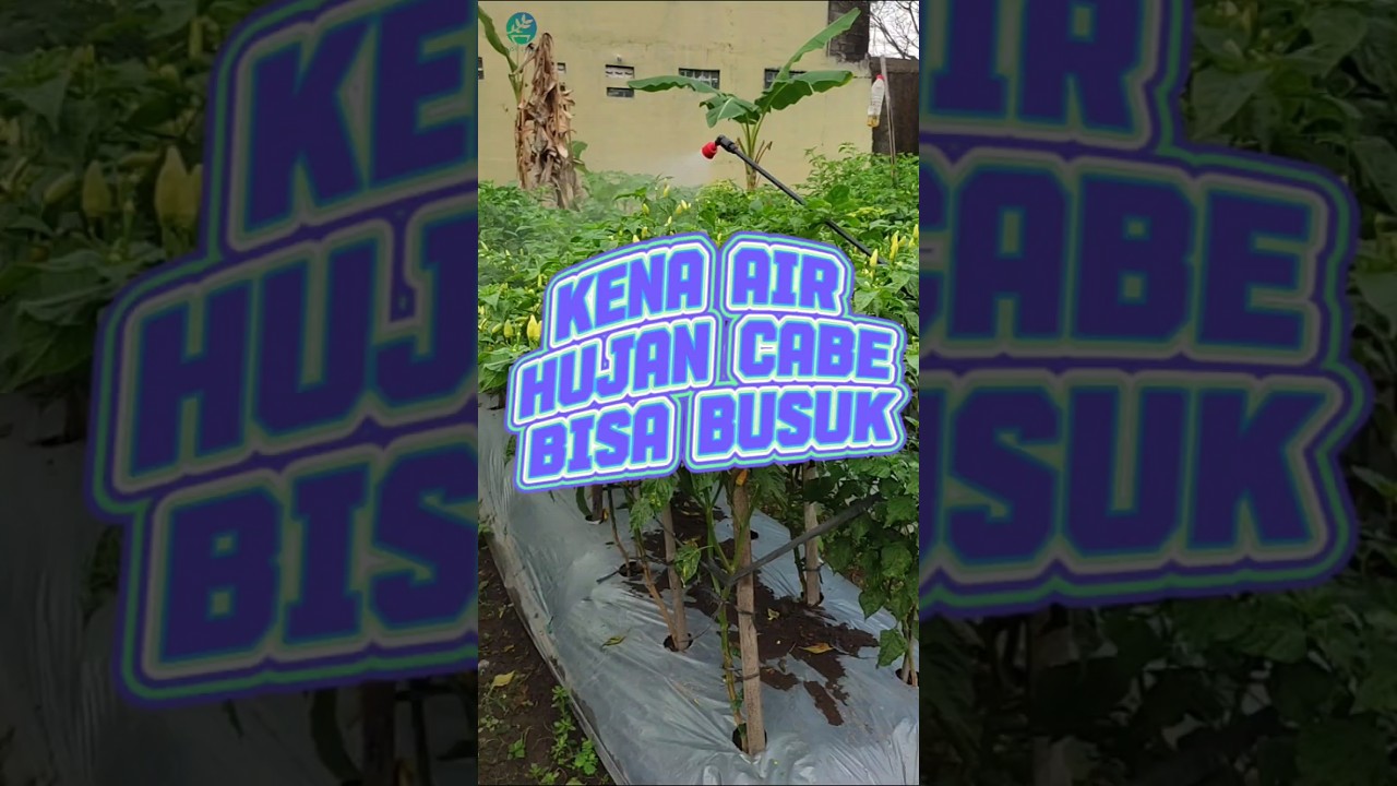 Waspada musim hujan tiba, lakukan ini biar cabe aman! #cabe #merawatcabe #petanicabai