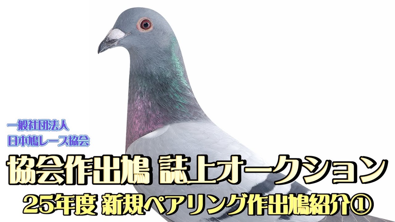 2025年度 協会作出鳩 誌上オークション 新規ペアリング紹介①
