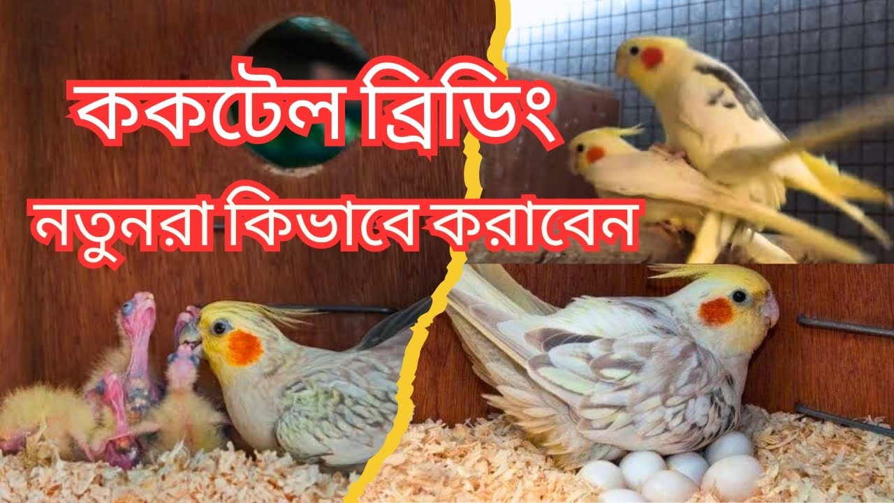 First time Cockatiel birds breeding tips । প্রথমবার ককটেল পাখির ব্রিডিং কিভাবে করাবেন