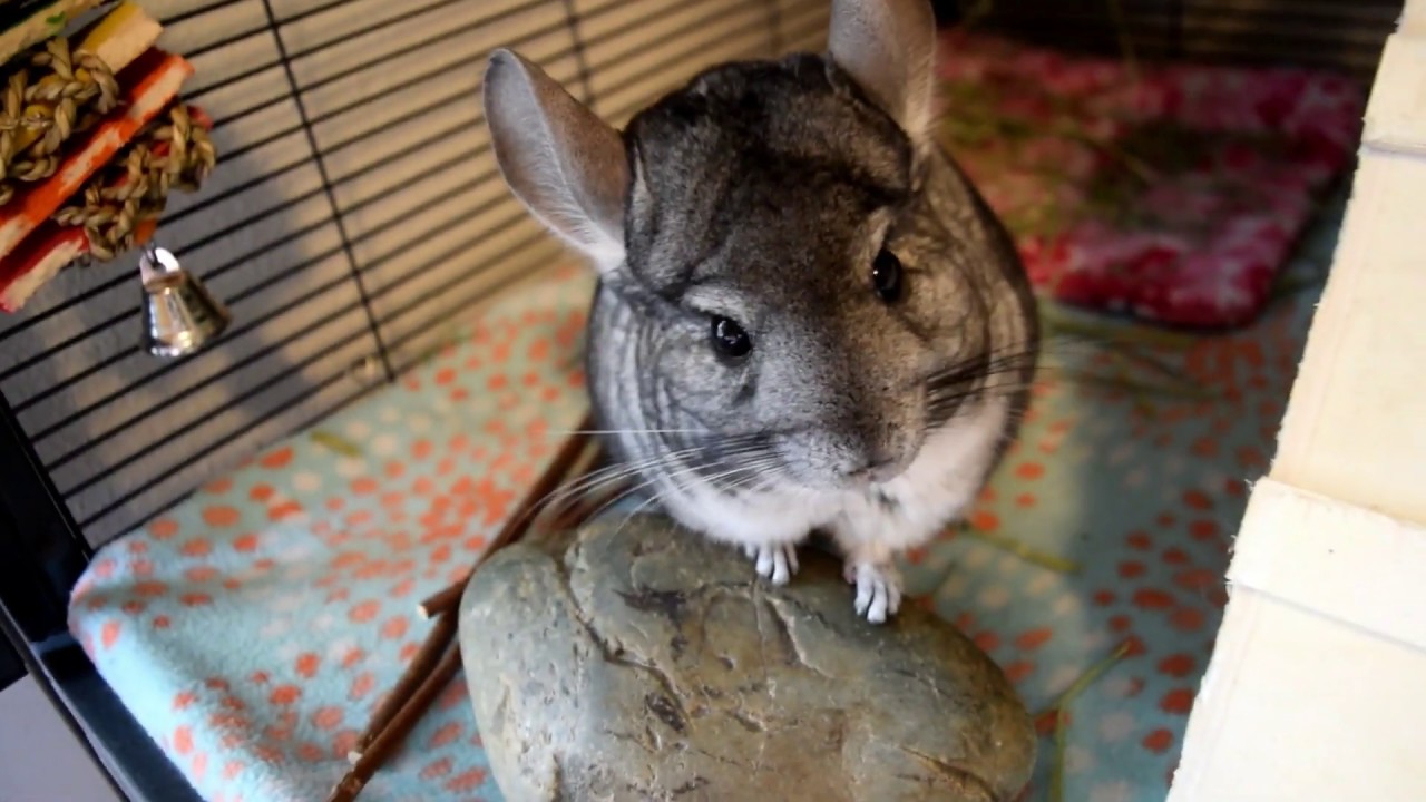 Do's & Dont's Of Chinchilla Grooming Care