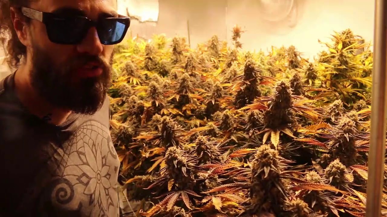 How to know when cannabis is finished?