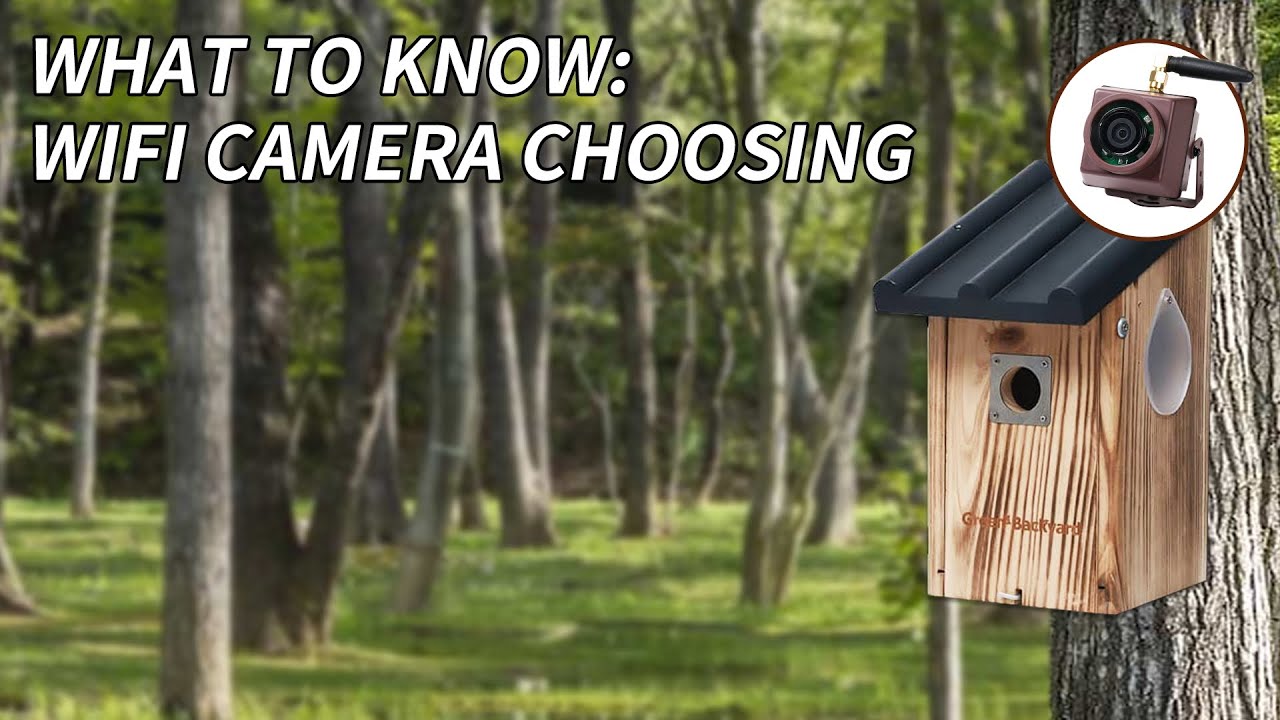 What to Know Before Choosing a WiFi Bird Box Camera for High Quality Footage