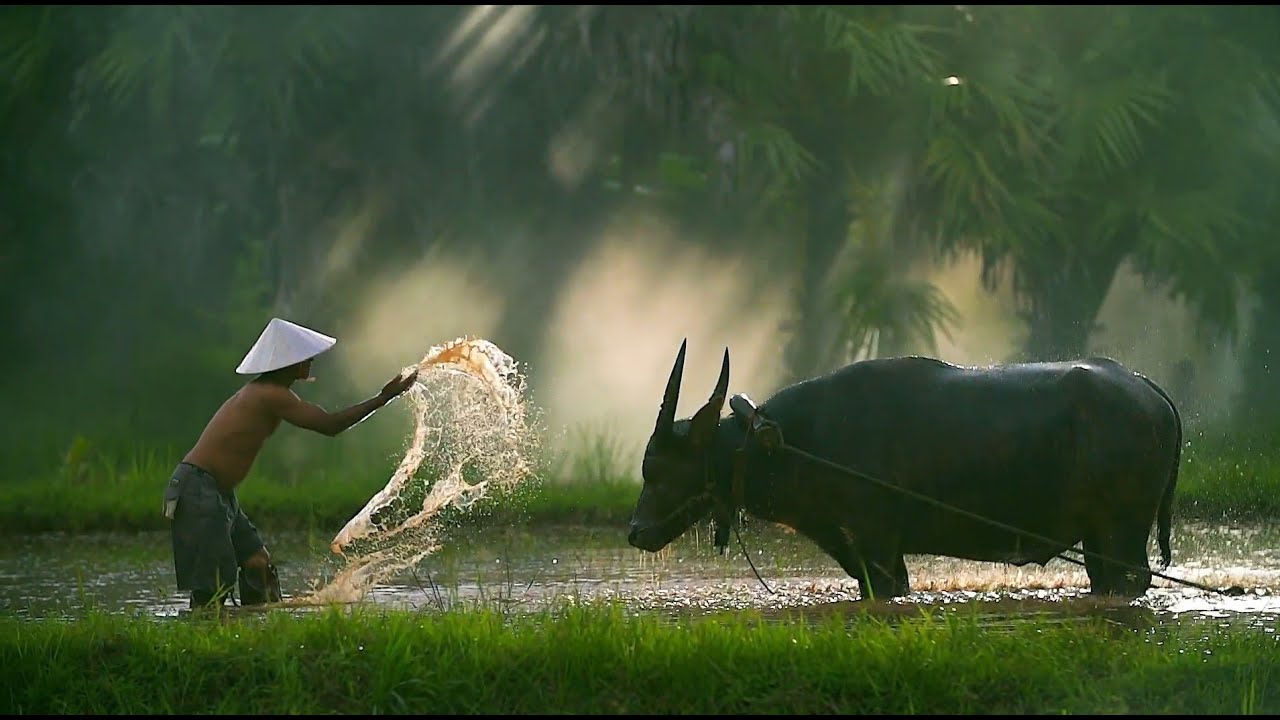 金豐禾品牌形象篇