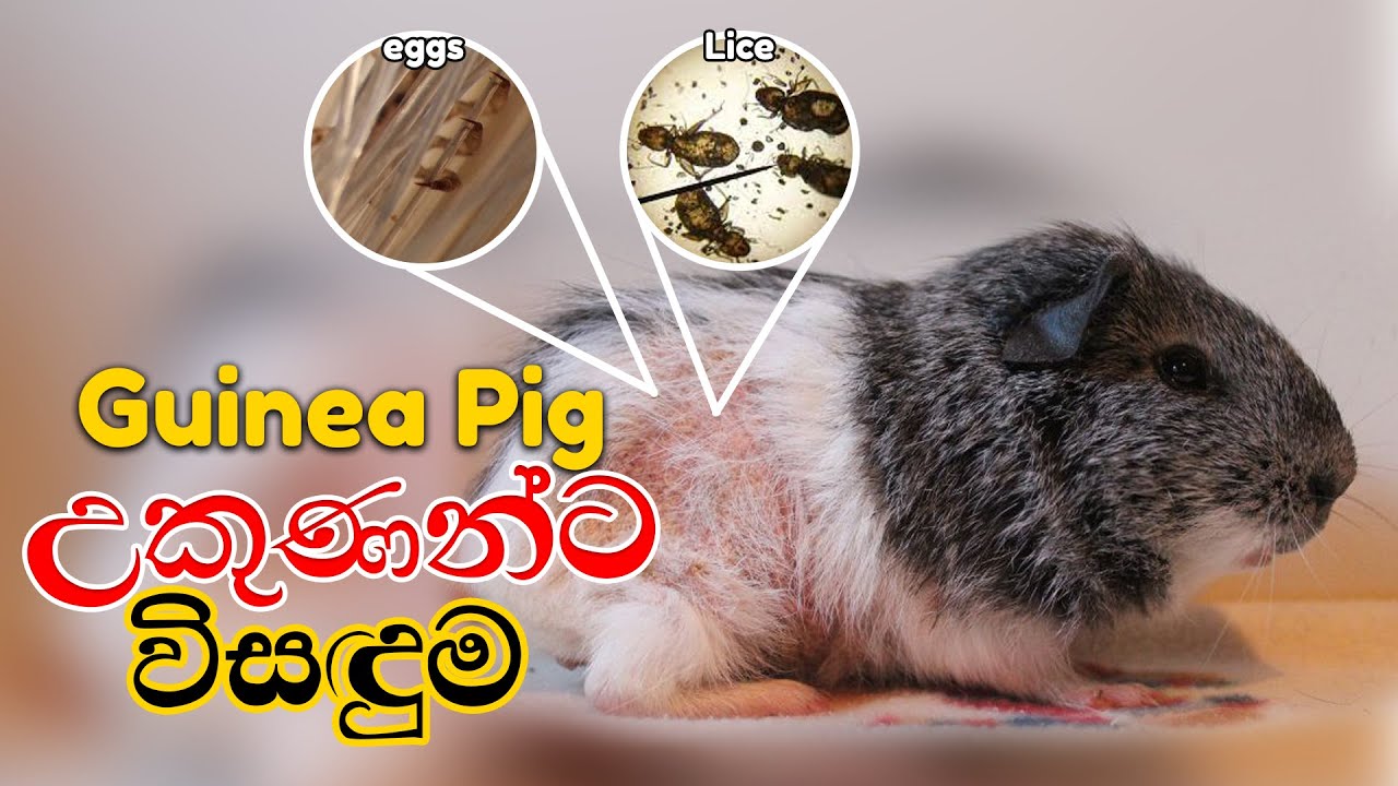 Guinea Pig උකුණන්ට විසඳුම් | Solution for Guinea Pig Lice