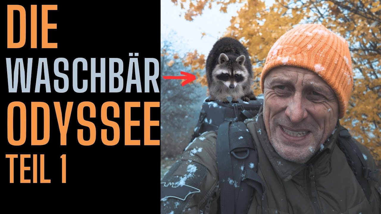 Waschbär Odyssee – Teil 1:  Waschbären in Kassel | Nikon Z8 & NIKKOR Z 400mm f/2.8 TC VR S