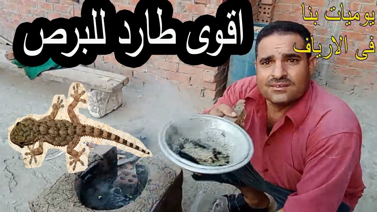 احسن طريقة لطرد البرص( ابو بريص ) ( الوزغ  ) والزواحف من البيت