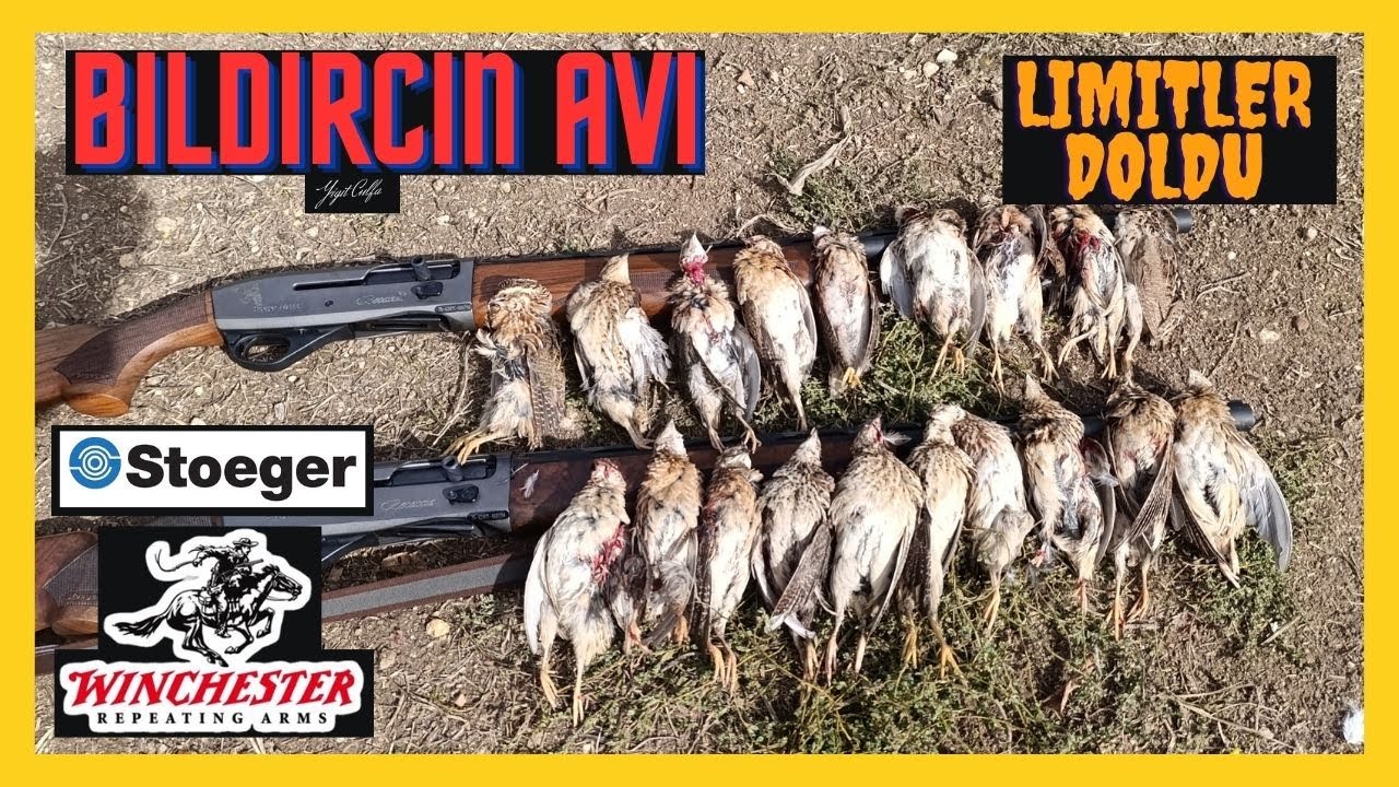 Bıldırcın Avı - (4K) - 23. Bölüm - LİMİTLER DOLDU - Quail Hunting - Quaglia